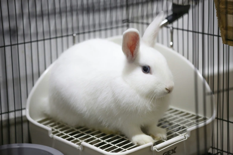 a white rabbit inside of a cage with its head on top