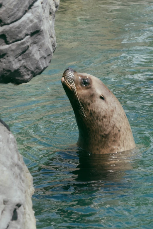 a brown animal swimming in water next to some rocks