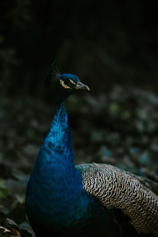 there is a small peacock standing in the dark