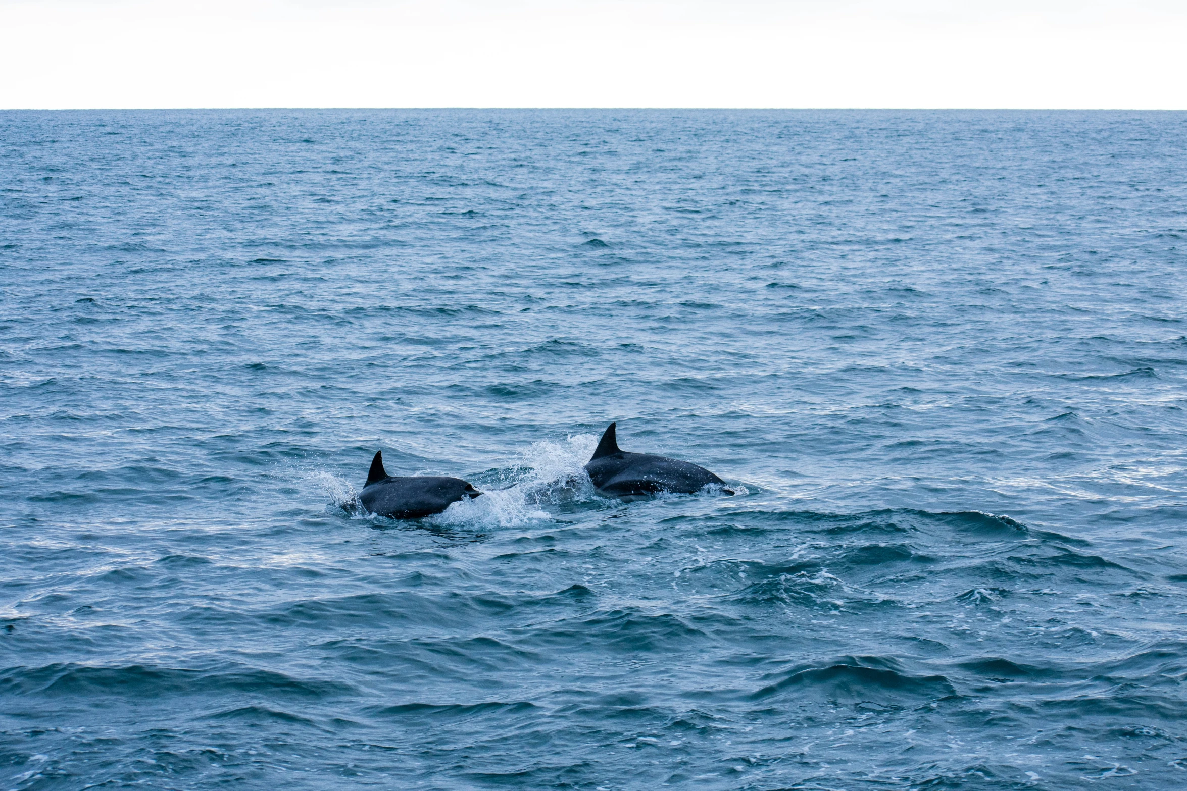 two dolphins swimming close to each other in a body of water