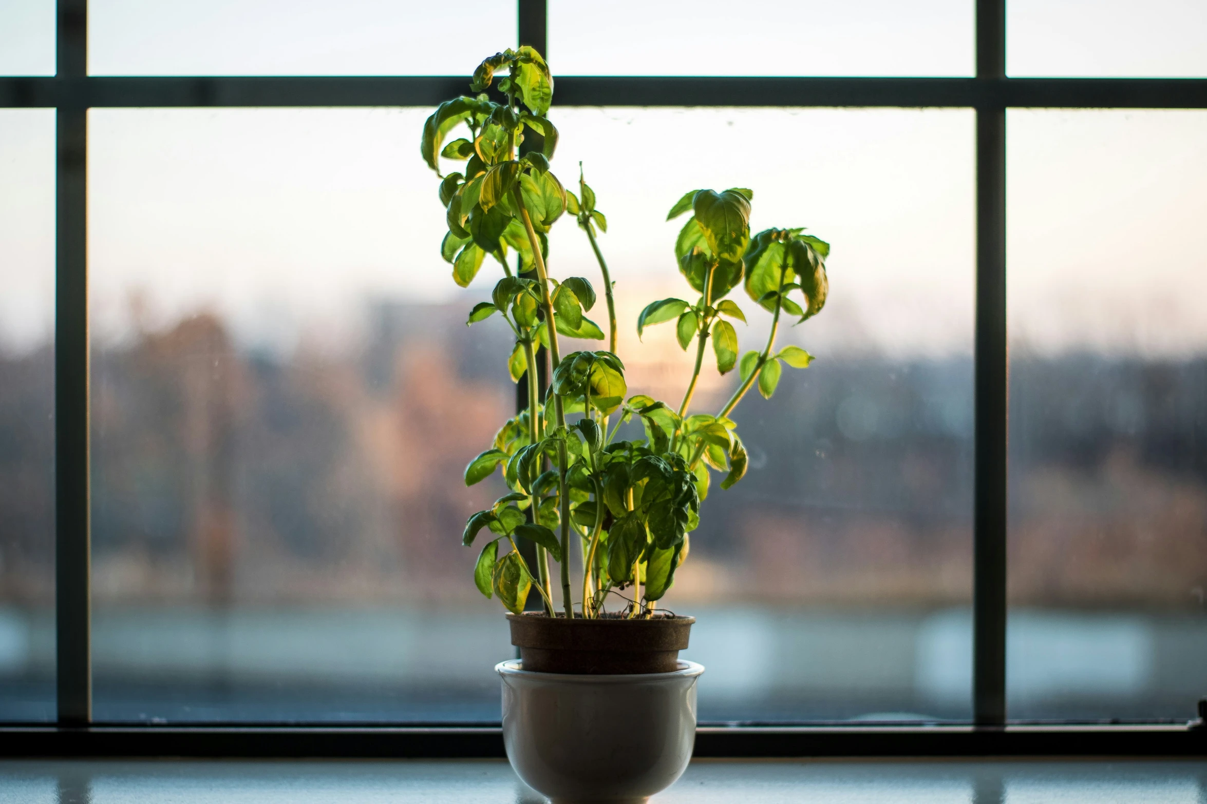 a potted plant on a table in front of a window