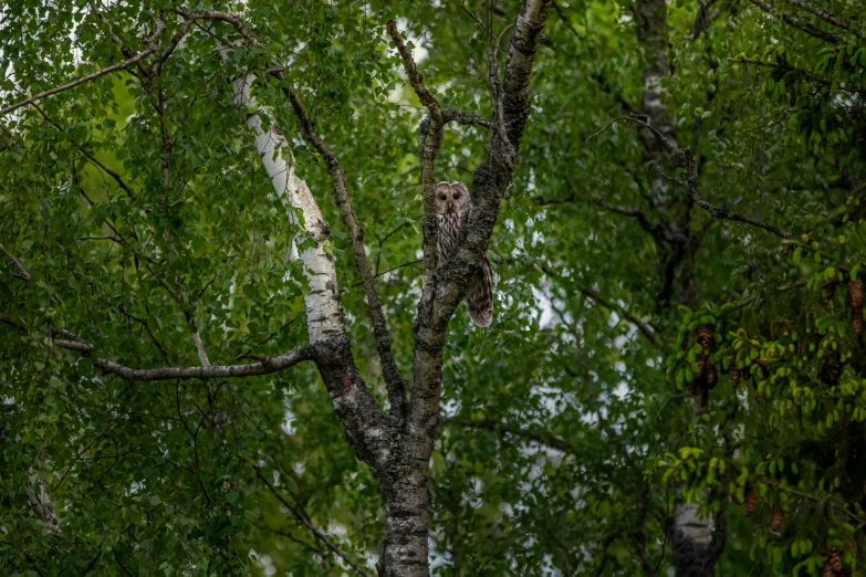 an owl sitting in the middle of some trees