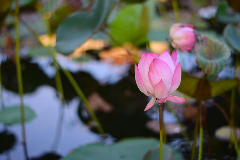 pink water lilies in bloom with their reflection in the water