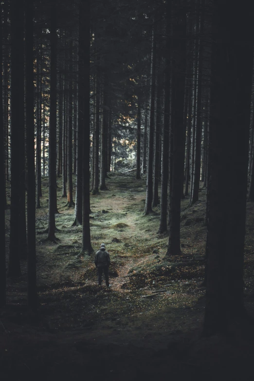 a dark forest with tall trees and sp grass