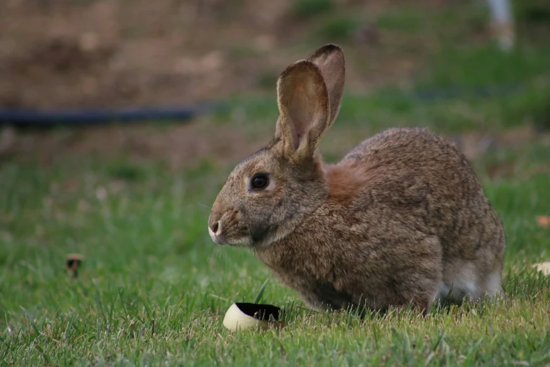 the rabbit is enjoying the day on the grass