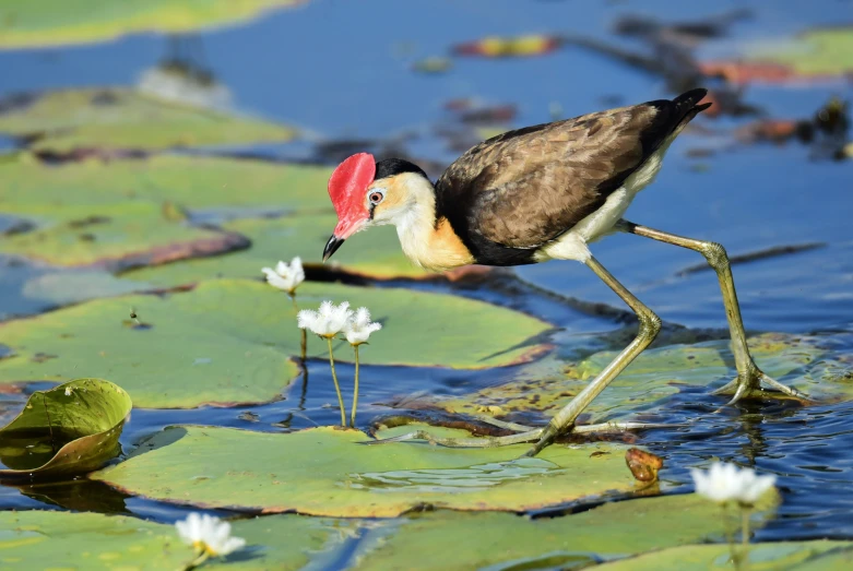 a bird is on the water while holding a flower