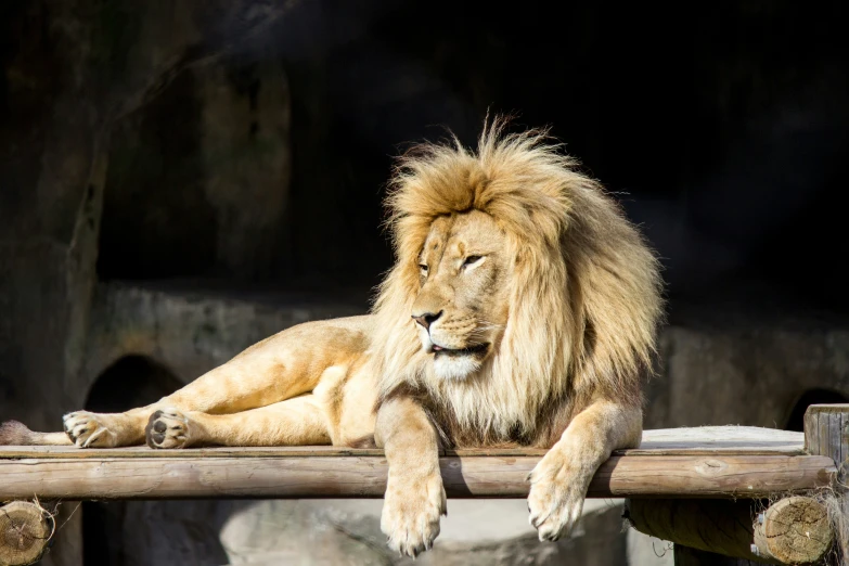 a lion sitting on a wooden structure at the zoo