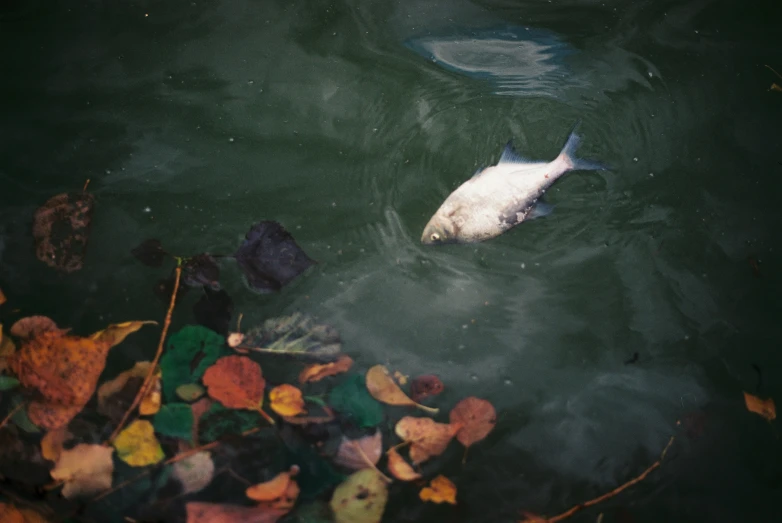 a white fish swimming through the water