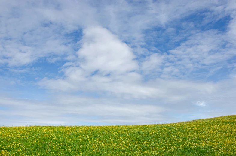 a sheep in the middle of green field with yellow flowers