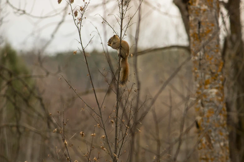 a squirrel is perched up in a tree