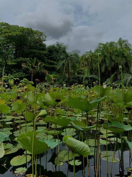 the plants are surrounded by water lillies