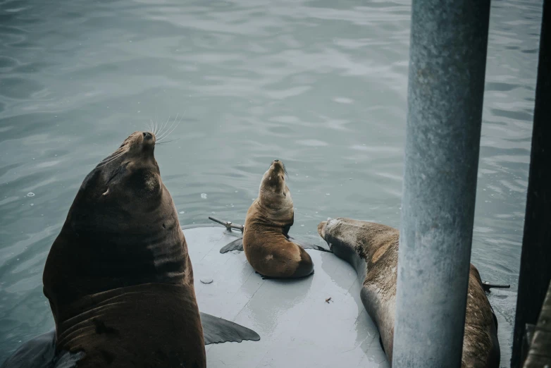 two sea lions sitting next to each other at the pier