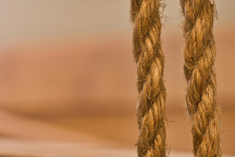 two birds are perched on ropes that are connected