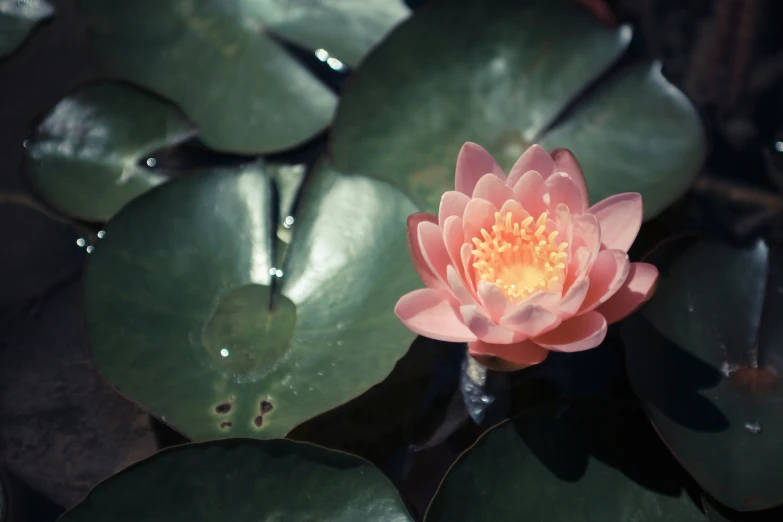 a lotus flower with its blooming water drops on top