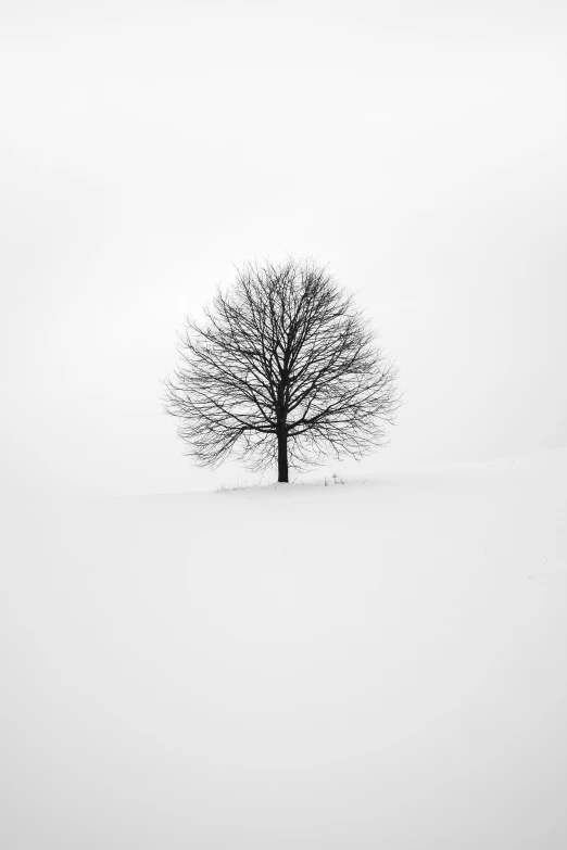black and white po of a tree in the snow