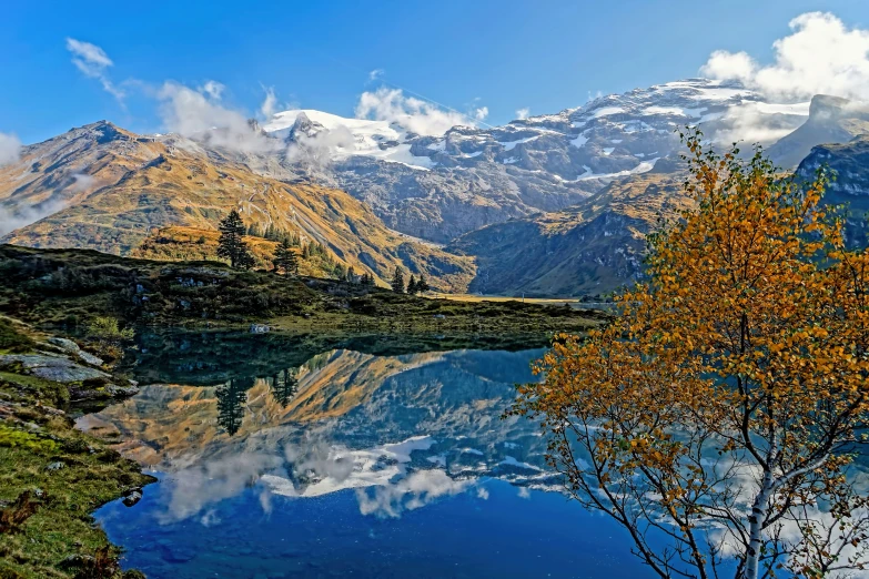 a tree sitting in the middle of a lake