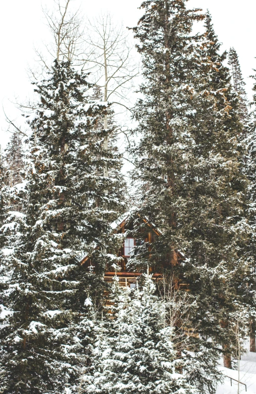 a ski slope topped with lots of trees covered in snow