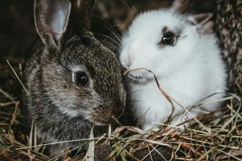 there is a white rabbit and an orange rat in the hay