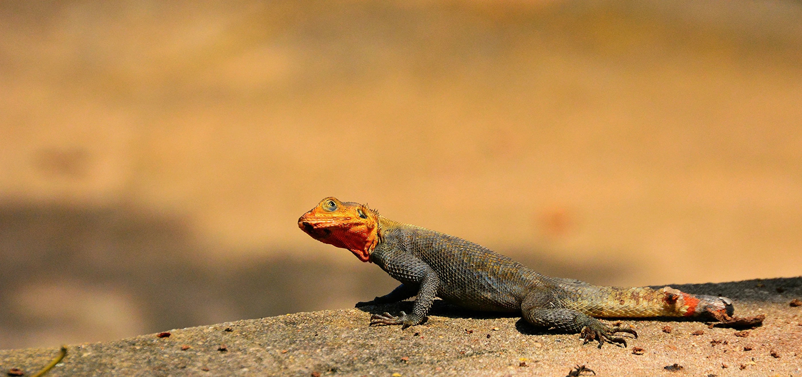 the lizard is laying down outside on the cement