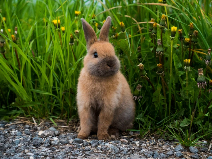 a small bunny sitting next to a bush