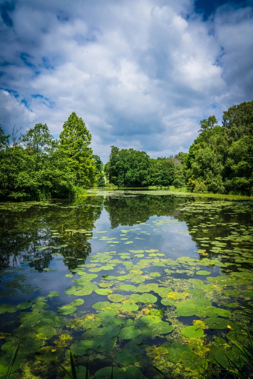 a lake with lots of water lilies near by