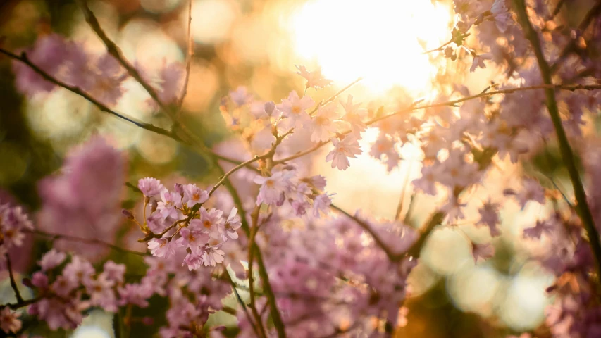 pink flower is shown on an almost cloudy day