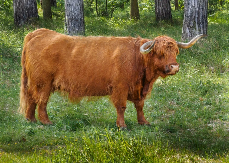 a long - haired cow standing in the middle of a field with trees