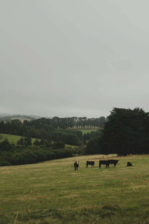 cattle are seen grazing on a grassy meadow