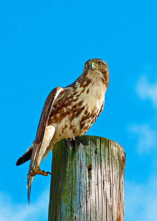 a large bird perched on top of a wooden post