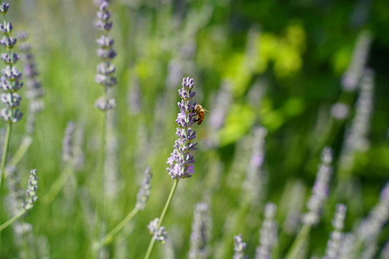 a bee is sitting on a lavender flower