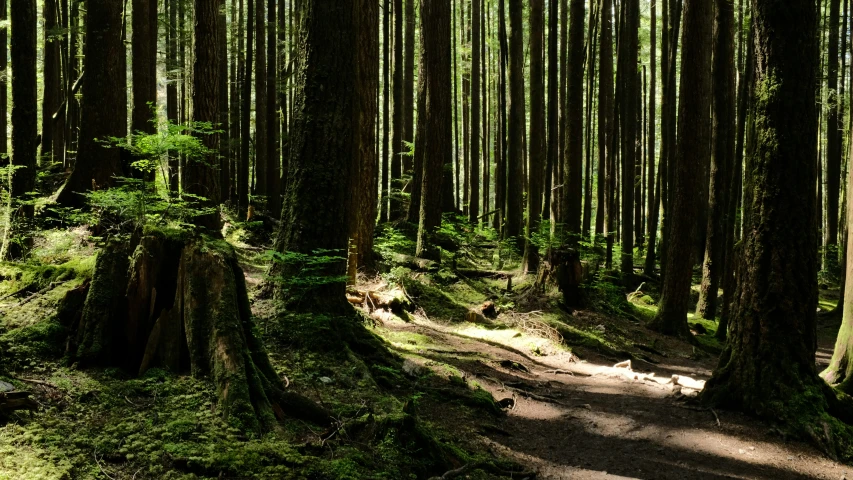 some trees and grass and a path in the woods