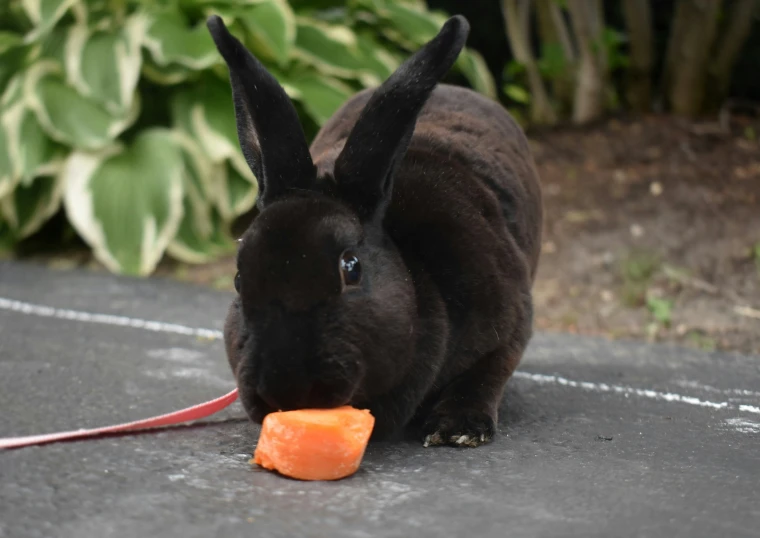 a black bunny rabbit eating a piece of carrot on the road