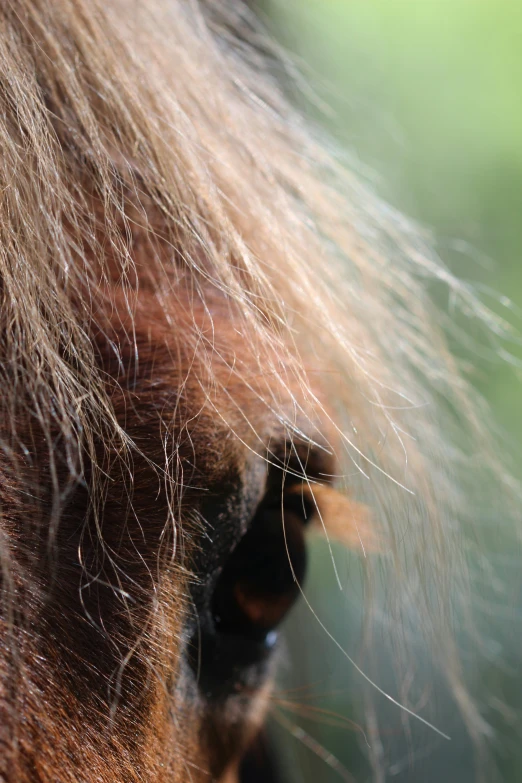 a horse with brown and black hair is staring at soing