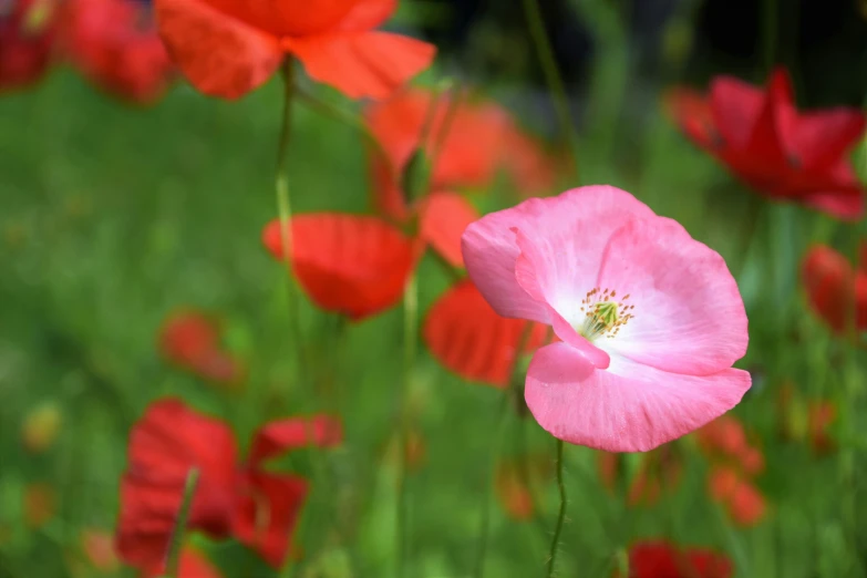 red and pink flowers growing in a field