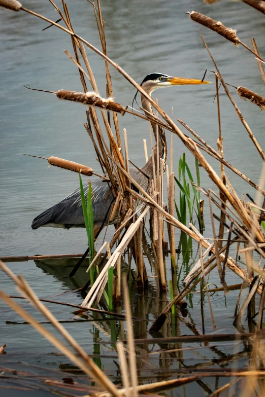 a large bird is standing in the water