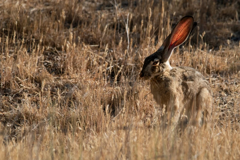 a large brown rabbit sitting in a field