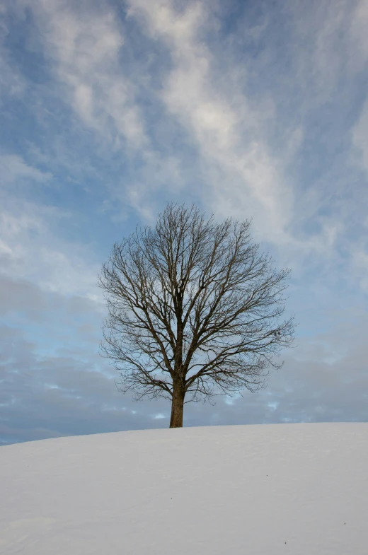 a single leafless tree stands in the snow