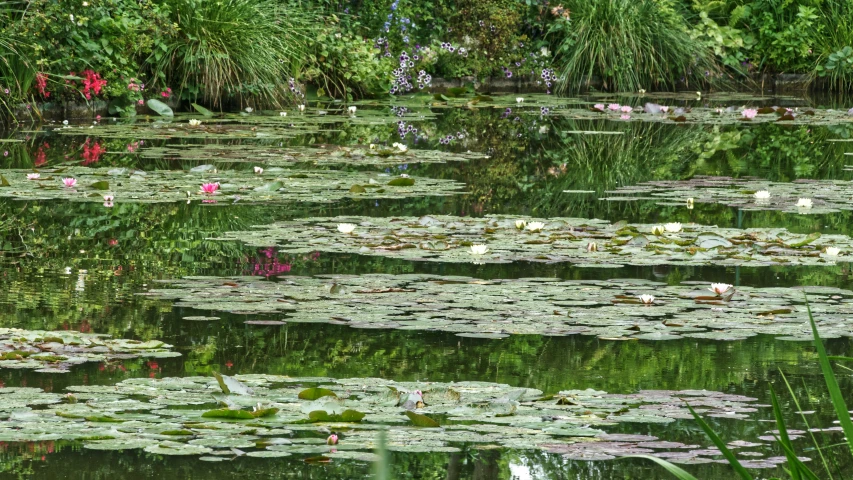 there are lily flowers that can be seen on water