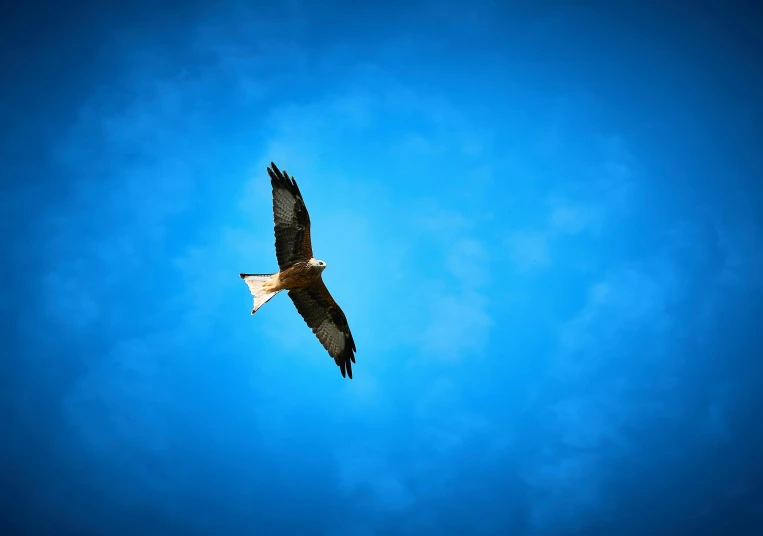 a large hawk flying in the blue sky