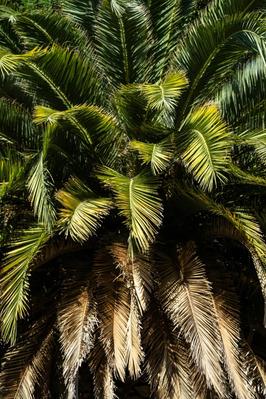 a tree has lots of green palm leaves