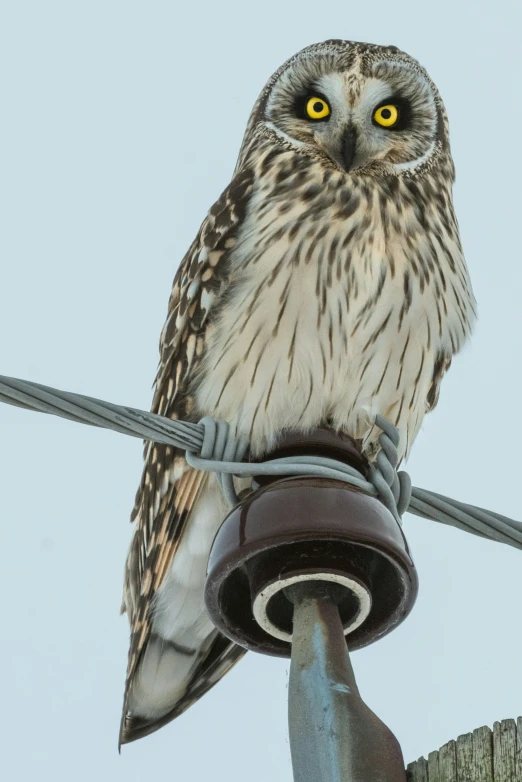 an owl perched on a light post looking at the camera