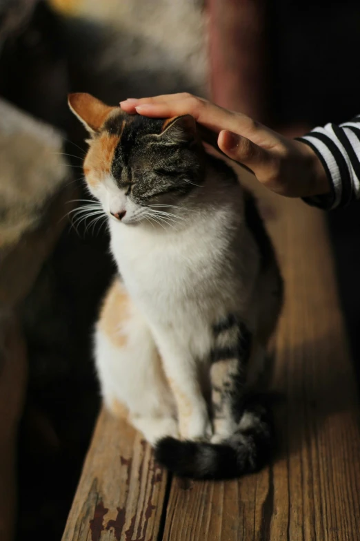 a cat with a brown and white body is sitting on a wooden bench