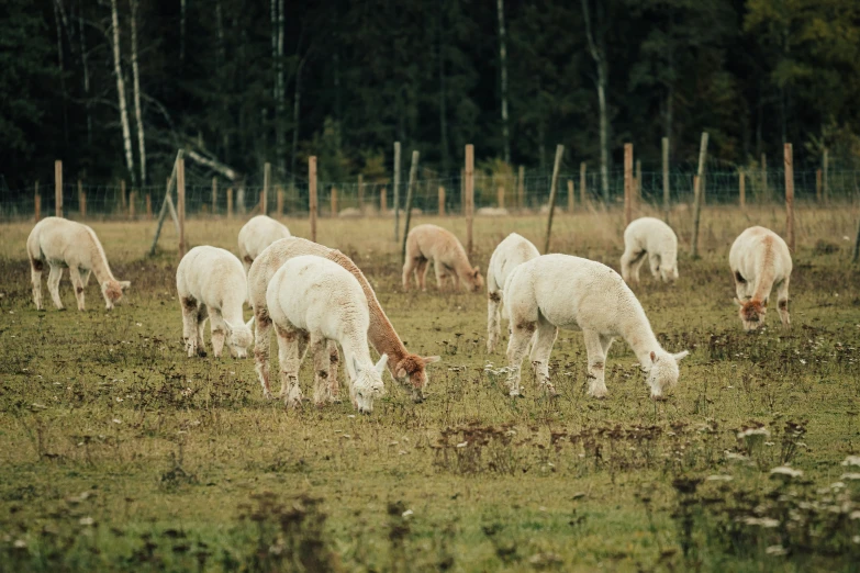 many llamas grazing in a field behind a fence