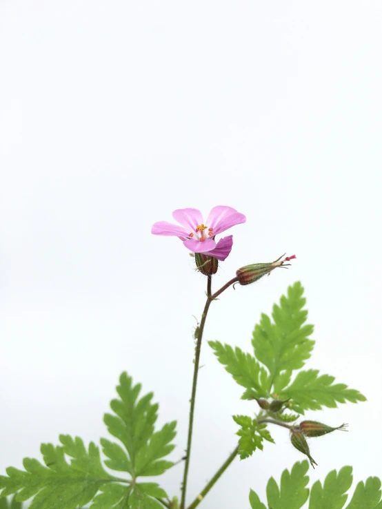 an orange flower and a leaf on a tree