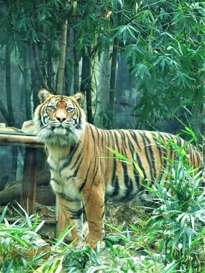 a tiger is standing in the woods behind a log