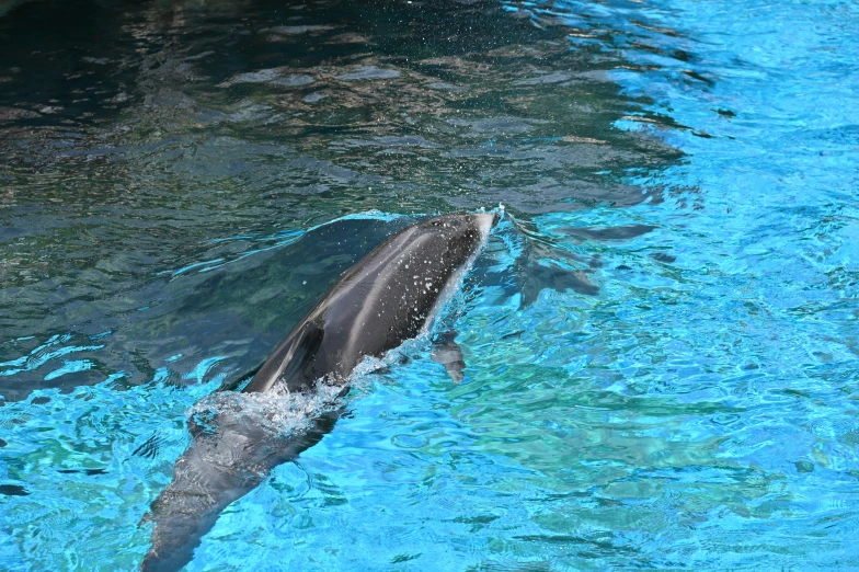 a dolphin swimming in the water with a ball