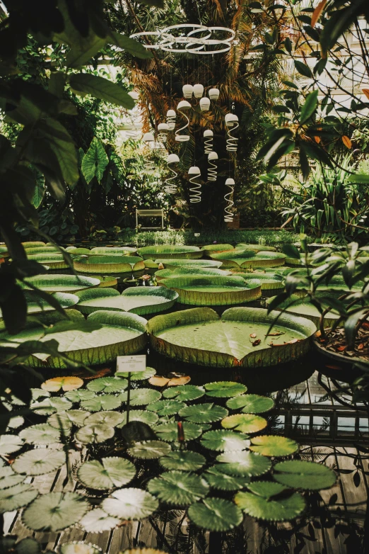 the inside of a house with some green plants and lots of leaf