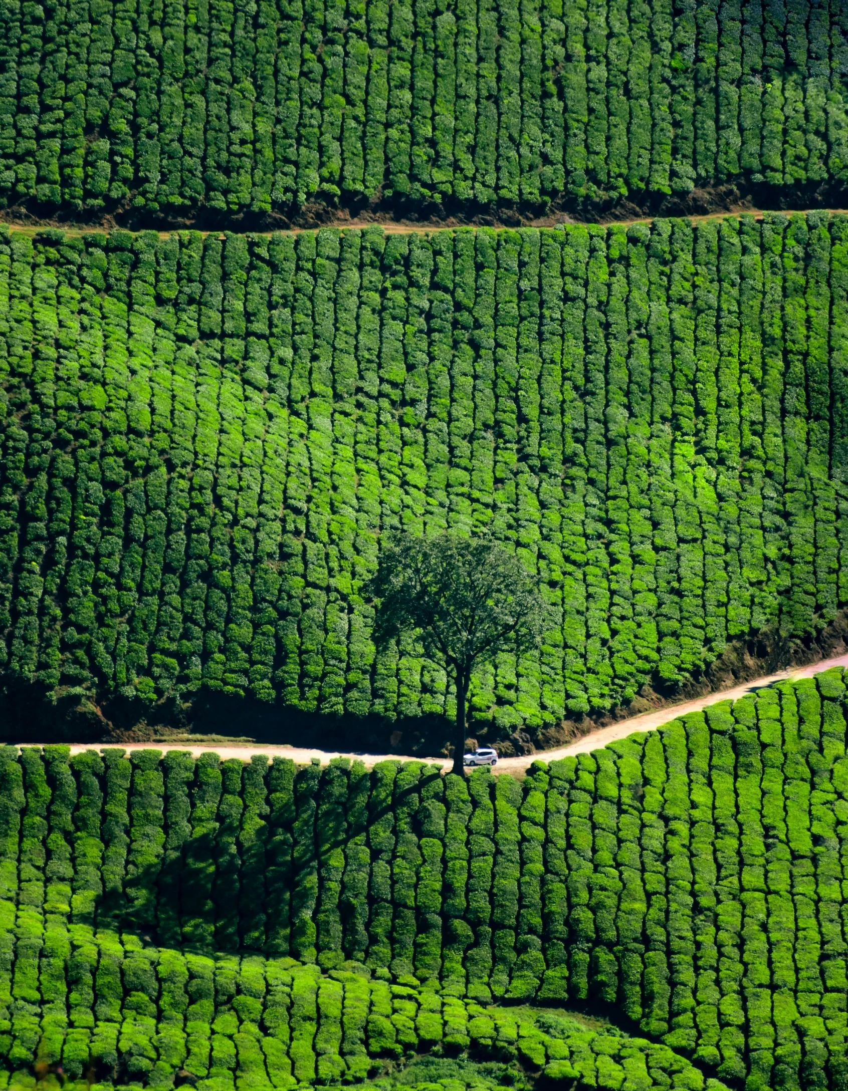 green trees that are next to a dirt road