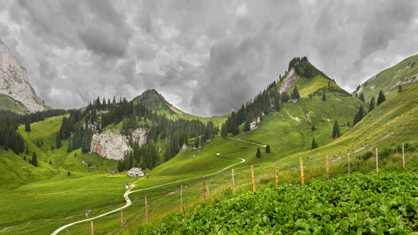 a hill with a fence and green plants