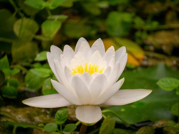 an lotus flower is shown in this picture